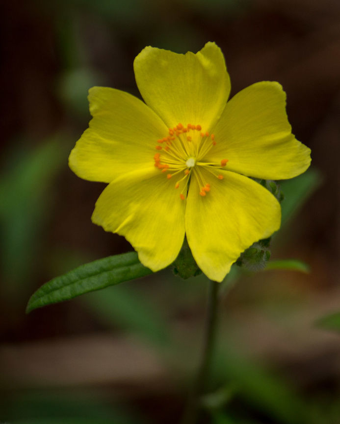 Pinebarren or Clustered Rock Rose I have seen this flower many times before, but this one was fresh for the season.  It lives in a slightly moist pine woods. Geotagged,Helianthemum corymbosum,Pine barren frostweed,Spring,United States