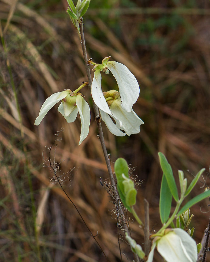 Reticulated Pawpaw The other kind of pawpaw is much better known, because it is a tree, but this kind of pawpaw is the one I usually see.  They have a very strange flower, not very pretty, but interesting because it is so different. Asimina reticulata,Geotagged,Netted pawpaw,Spring,United States
