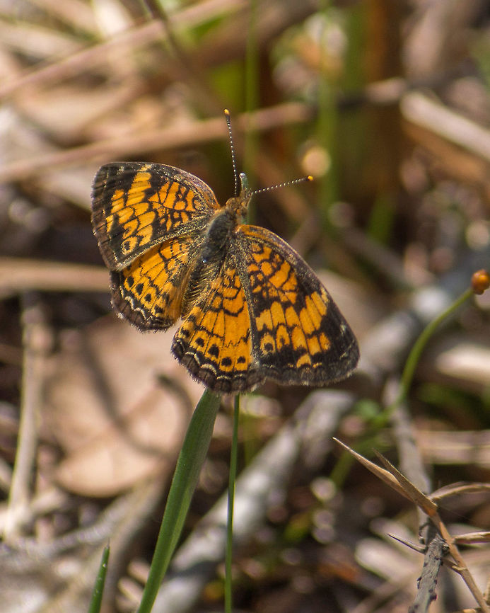 Pearl Crescent Very common little butterflies, but I always have to look it up at home to find out whether it&#039;s pearl or phaon!  Probably because the phaon has a pearly band across the forewings and the pearl doesn&#039;t. Geotagged,Pearl Crescent,Phyciodes tharos,Spring,United States