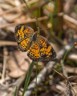 Pearl Crescent Very common little butterflies, but I always have to look it up at home to find out whether it's pearl or phaon!  Probably because the phaon has a pearly band across the forewings and the pearl doesn't. Geotagged,Pearl Crescent,Phyciodes tharos,Spring,United States