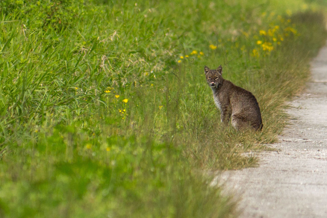 Bobcat #8 I guess I found the right place to go for bobcats!  This one wasn&#039;t quite as permissive as the last one (this is cropped to about 25% of the original frame), but I saw it down another road as I crossed an intersection, so I squeezed my brakes really hard and (literally) screeched to a halt.  (I need to adjust that brake again. . . .)  I figured it would be gone by the time I grabbed my camera and sneaked back, but no, there it was still!  It seemed much more interested in something I think it could smell that was in the opposite direction.<br />
<br />
Now I suppose I need to see kittens. Bobcat,Geotagged,Lynx rufus,Spring,United States