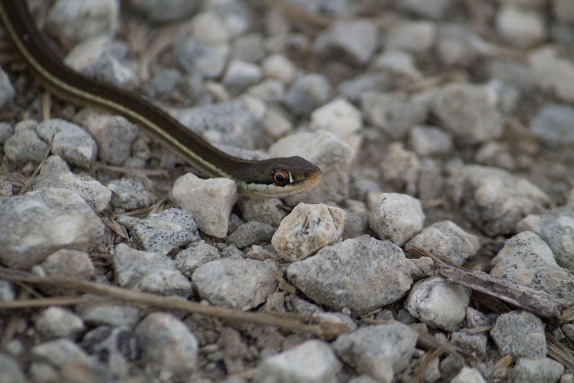 Ribbon Snake I thought this might be a juvenile, but it was about 14 inches long (~35cm).  I guess it was sunning, but it was lucky I didn't run over it in the middle of the road!  Even though it was so long, it looked at first glance a lot like the bits of wire bundles that were in the middle of the road. Geotagged,Ribbon Snake,Spring,Thamnophis sauritus,United States