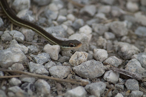 Ribbon Snake