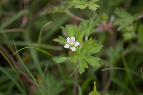 Carolina Geranium I have always wondered what these are!  The photo makes them look quite large, but the flowers are only about 1/4" across or just a little more.  They are very short plants as well, and small insects visit them. Geotagged,Geranium carolinianum,Spring,United States