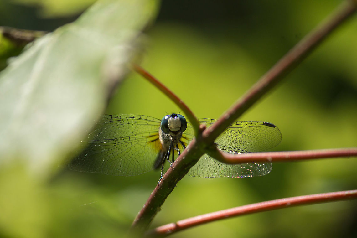 Dragonfly on New Growth of Maple I'm afraid I don't know what kind of dragonfly this is.  It landed on this maple twig while I was trying to photograph an emperor butterfly.  I don't normally see the dragonflies perched this high (just over head high) but I'm not sure if that's because they usually don't, or if it's because they're harder to spot among twigs and leaves. Geotagged,Spring,United States,animalia,anisoptera,arthropoda,dragonfly,insecta,libellulidae,odonata