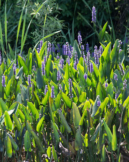 Pickerelweed in Bloom The pickerelweed seems to always have a few flowers, but this is the time of year they really go crazy. Geotagged,Pickerelweed,Pontederia cordata,Spring,United States