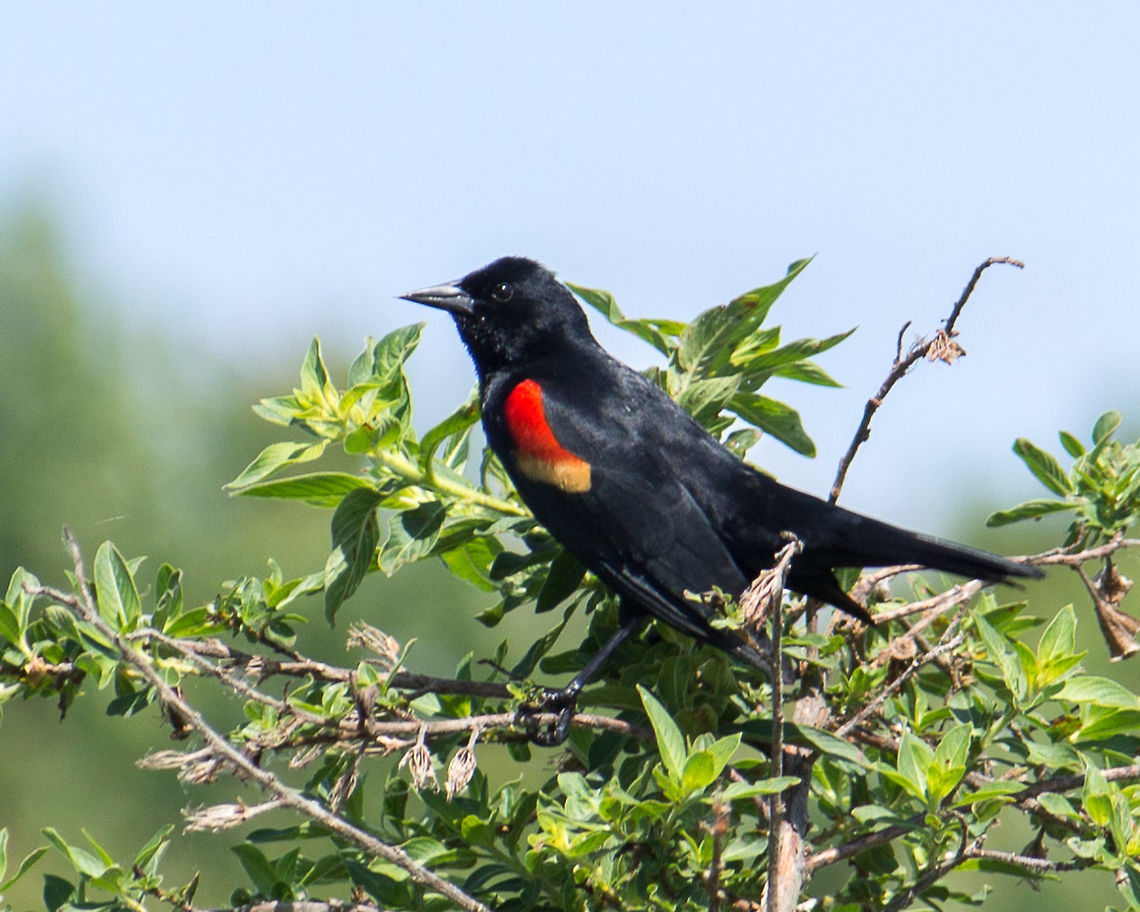 Red-winged Blackbird It&#039;s amazing how much the color of these birds change seasonally.  They&#039;re bright again, and while they are flying the red and yellow draws the eye so they look strange, it is difficult to pick the bird out. Agelaius phoeniceus,Geotagged,Red-winged blackbird,Spring,United States