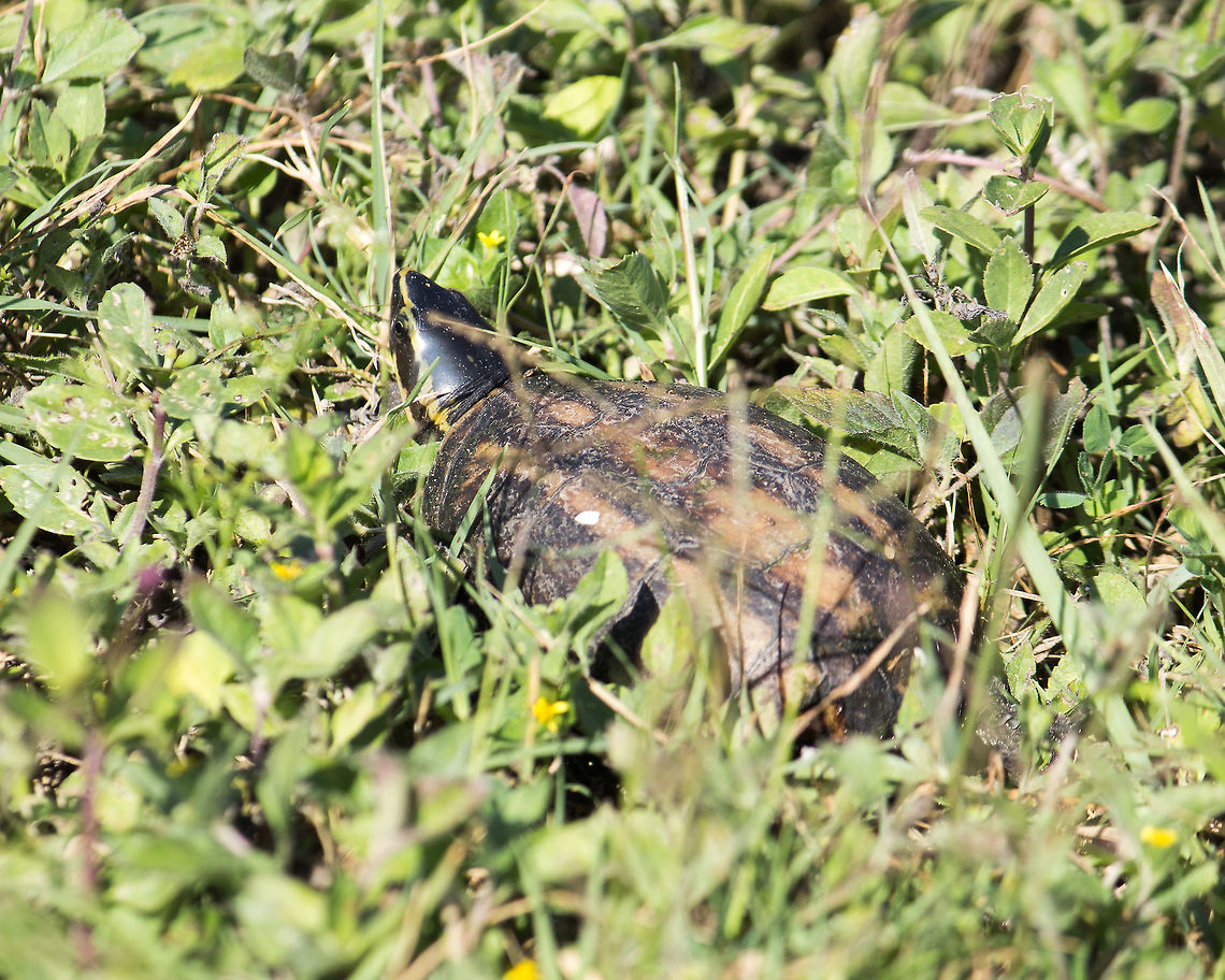 Striped Mud Turtle These are such small turtles, they are unusual to see.  This one was crossing from a canal to a more marshy area. Geotagged,Kinosternon baurii,Spring,United States,striped mud turtle