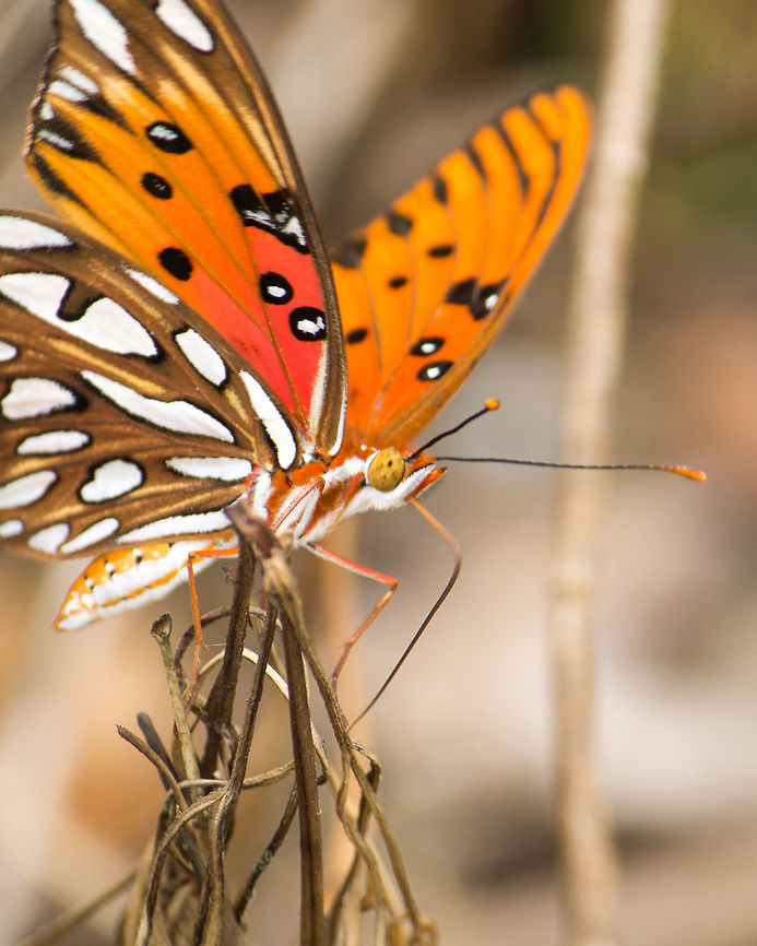 Gulf Fritillary This gulf fritillary was using its proboscis to probe this burnt vegetation.  (There had been a recent burn at Ferndale Preserve.) Agraulis vanillae,Geotagged,Gulf fritillary,Spring,United States