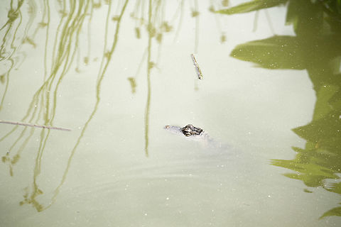 Juvenile Alligator A juvenile alligator at Newton Park.  I think this one was about two years old, but it has already mastered the alligators' 'hide in plain sight' technique.  It works better if you're more than a few feet from shore though! Alligator mississippiensis,American Alligator,Geotagged,Spring,United States
