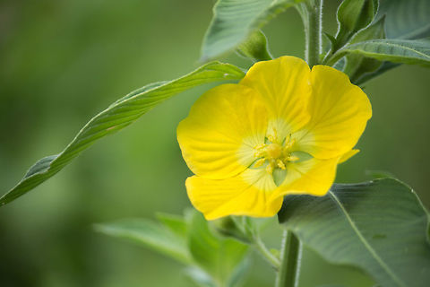 Peruvian Primrose Willow It's a pretty flower, but it is unfortunately invasive in Florida.  This one caught my eye because they typically have four petals, but this one has five. Geotagged,Ludwigia peruviana,Oakland Nature Preserve,Peruvian Primrose Willow,Spring,United States