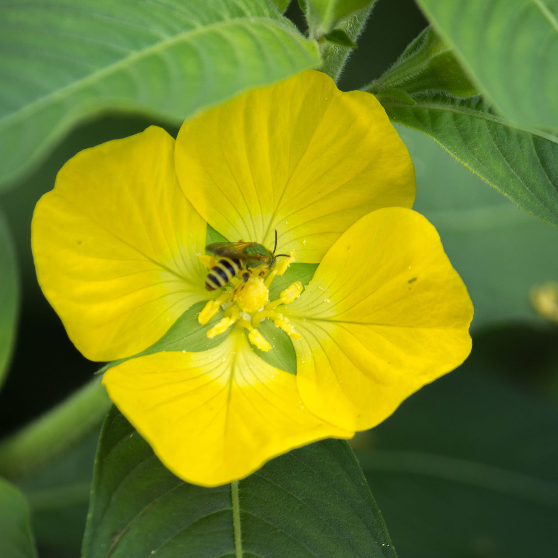 Peruvian Primrose Willow with the customary four petals A four-petaled flower with a visitor. Geotagged,Ludwigia peruviana,Peruvian Primrose Willow,Spring,United States