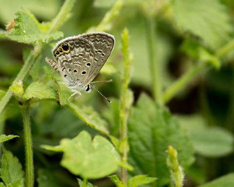 Ceraunus Blue I'm sure I always look strange trying to photograph the blue butterflies, but they're so small and fast I usually have to take a picture so I can identify them!  It's usually a ceraunus, like this one. Geotagged,Hemiargus ceraunus,Spring,United States