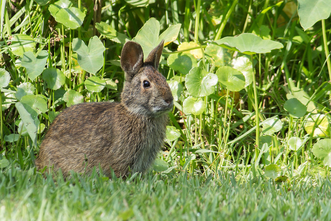 It's Marsh Rabbit Season I don't know where they go during the winter (it's not like they need to hibernate); for some reason the marsh rabbits make many more appearances in the warmer weather. Geotagged,Marsh Rabbit,Spring,Sylvilagus palustris,United States