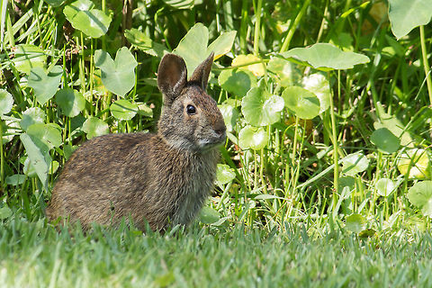 Marsh Rabbit