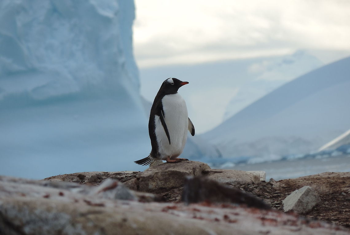 get_inspired  Antarctica,Gentoo penguin,Pygoscelis papua