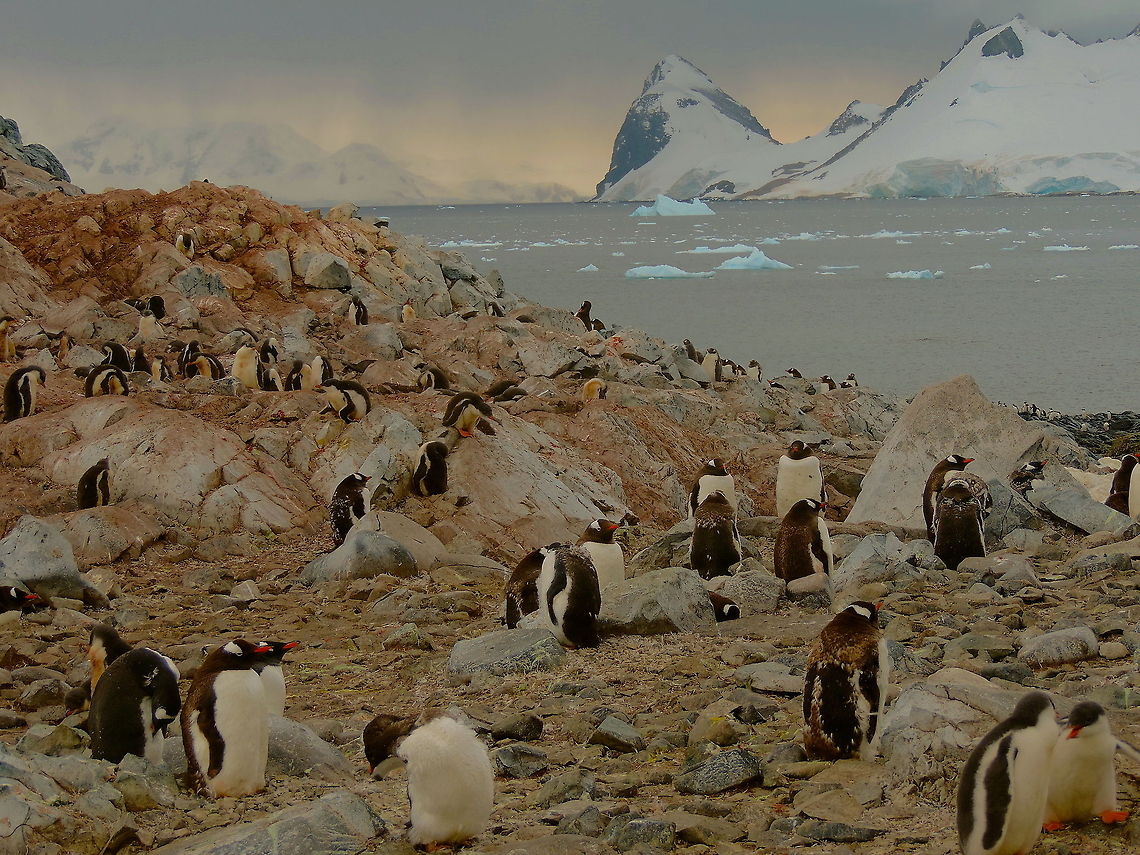 Are you for real? Gentoo penguin colony in Antarctica, Antarctica,Gentoo penguin,Pygoscelis papua