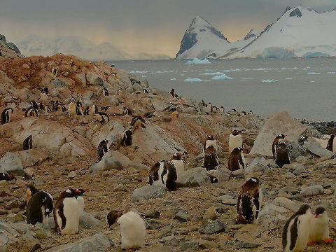 Are you for real? Gentoo penguin colony in Antarctica, Antarctica,Gentoo penguin,Pygoscelis papua