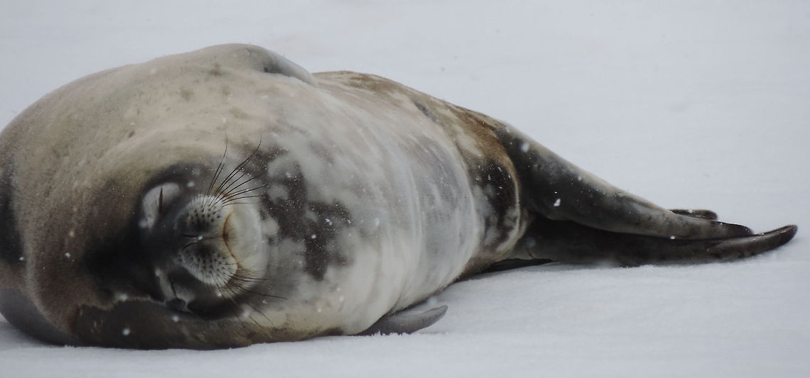 Siesta Weddell seal in Antarctica. Leptonychotes weddellii,Weddell seal,antarctica,seal