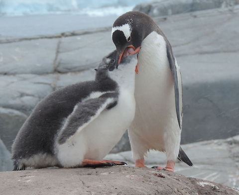 Gentoo penguin feeding chick, Antartica  Antarctica,Gentoo penguin,Geotagged,Pygoscelis papua,Summer