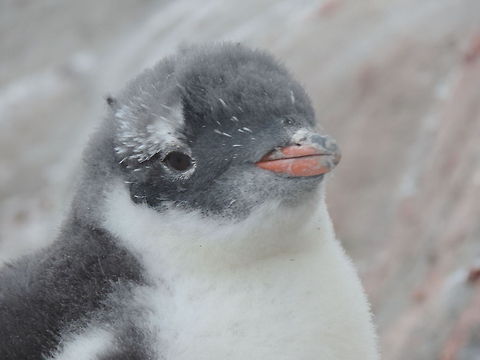 Gentoo penguin cute chick, Antartica  Antarctica,Gentoo penguin,Pygoscelis papua