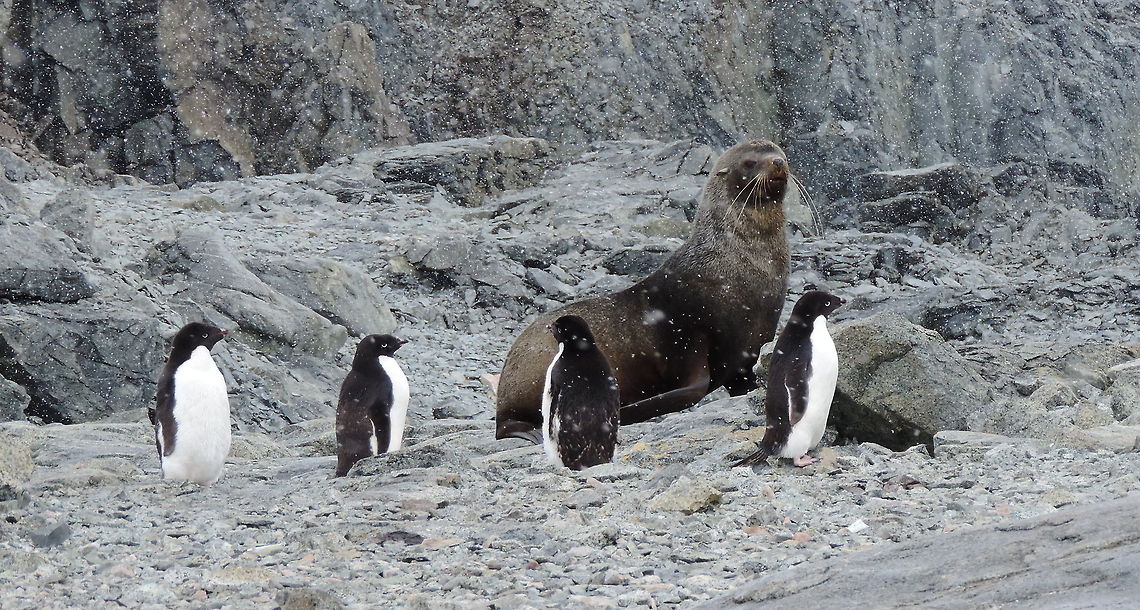 Seal meets penguins, Antartica  Ad&eacute;lie penguin,Antarctica,Pygoscelis adeliae