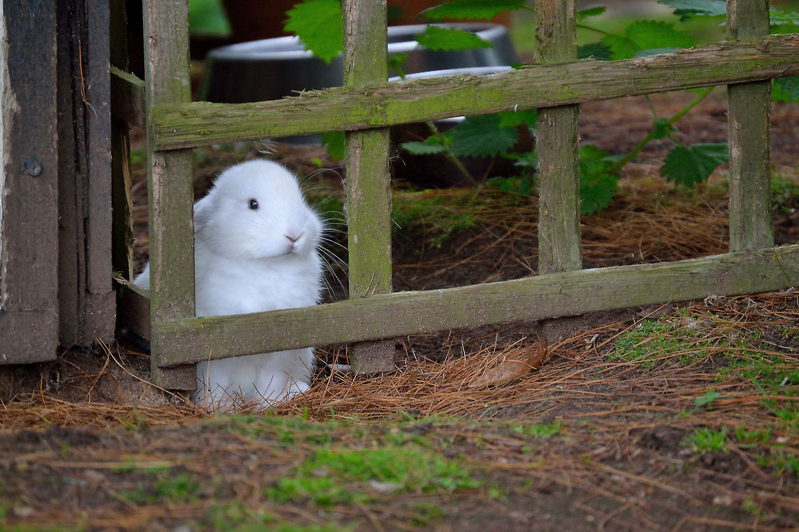 Little_White_Rabbit Here is a shot of a young white rabbit I took while out with the family at Gentleshaw wildlife center, Eccleshall.<br />
<br />
Felt sorry for him to be honest because he looked so lost and lonely. Animal,European Rabbit,Geotagged,Oryctolagus cuniculus,Rabbit,United Kingdom,d3200,lost,nikon,white,wildlife