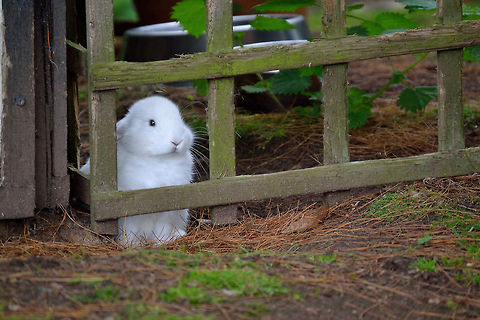 Little_White_Rabbit Here is a shot of a young white rabbit I took while out with the family at Gentleshaw wildlife center, Eccleshall.

Felt sorry for him to be honest because he looked so lost and lonely. Animal,European Rabbit,Geotagged,Oryctolagus cuniculus,Rabbit,United Kingdom,d3200,lost,nikon,white,wildlife