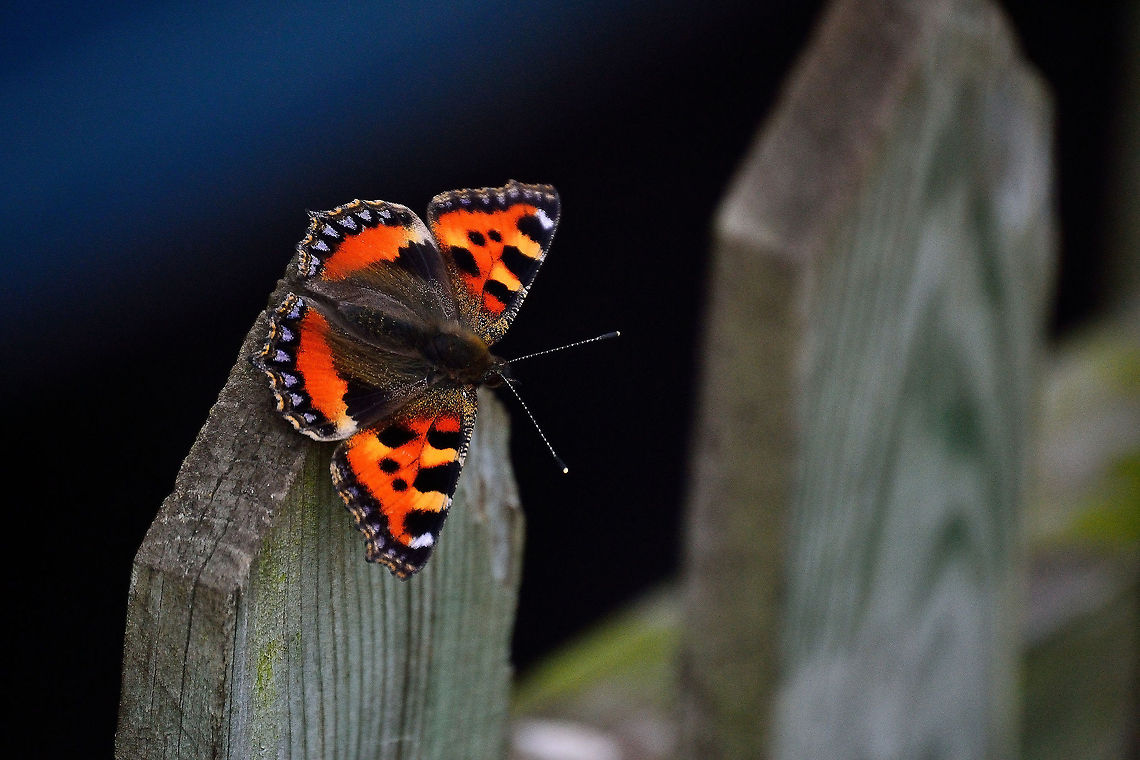 Small Tortoiseshell Butterfly Here is a shot I took while out on a walk of a Small Tortoiseshell Butterfly with a really short depth of field.<br />
I just love the colours in this shot.<br />
 Aglais urticae,Butterfly,Colour,D3200,Nikon,Small Tortoiseshell,Zoom