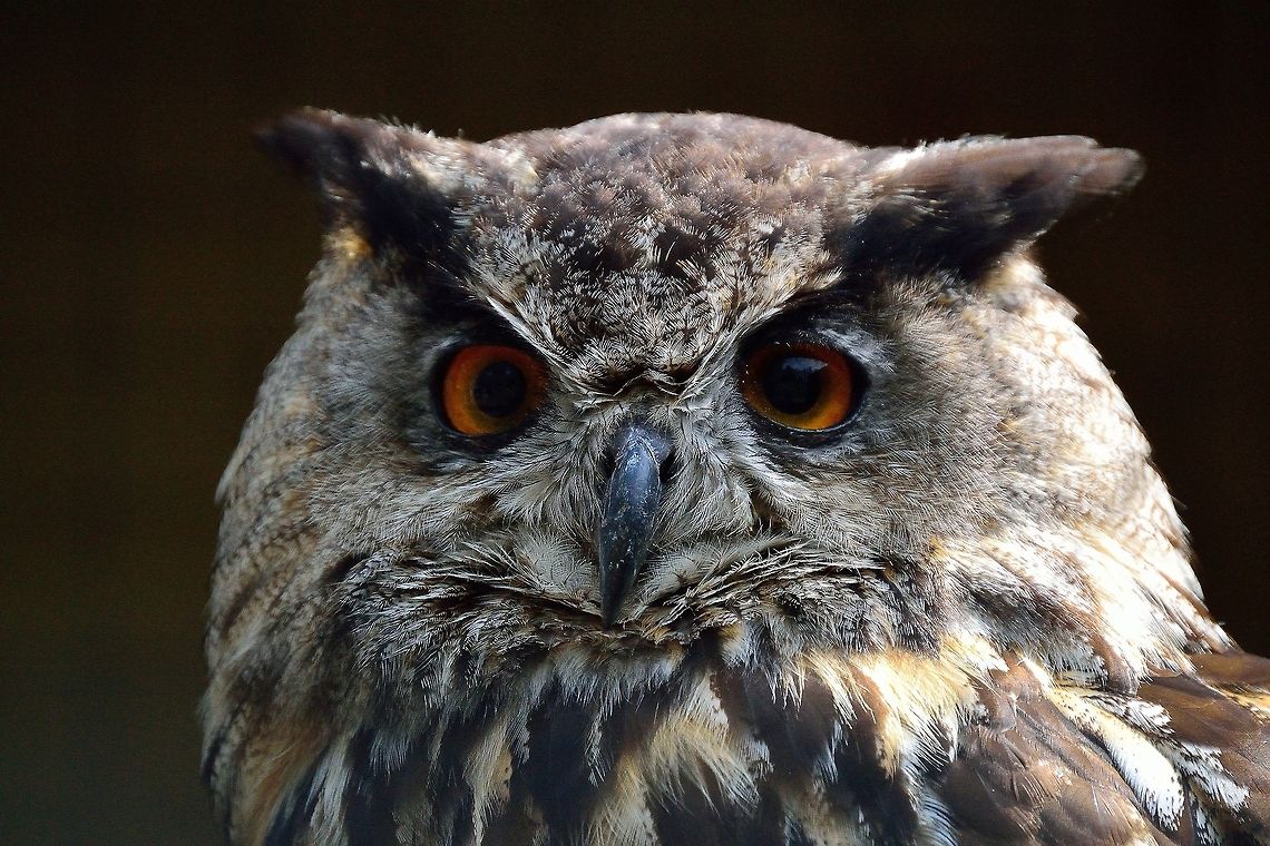 Owl Closeup Here is a closeup shot I took of a European Eagle Owl while on a visit to a wildlife center.