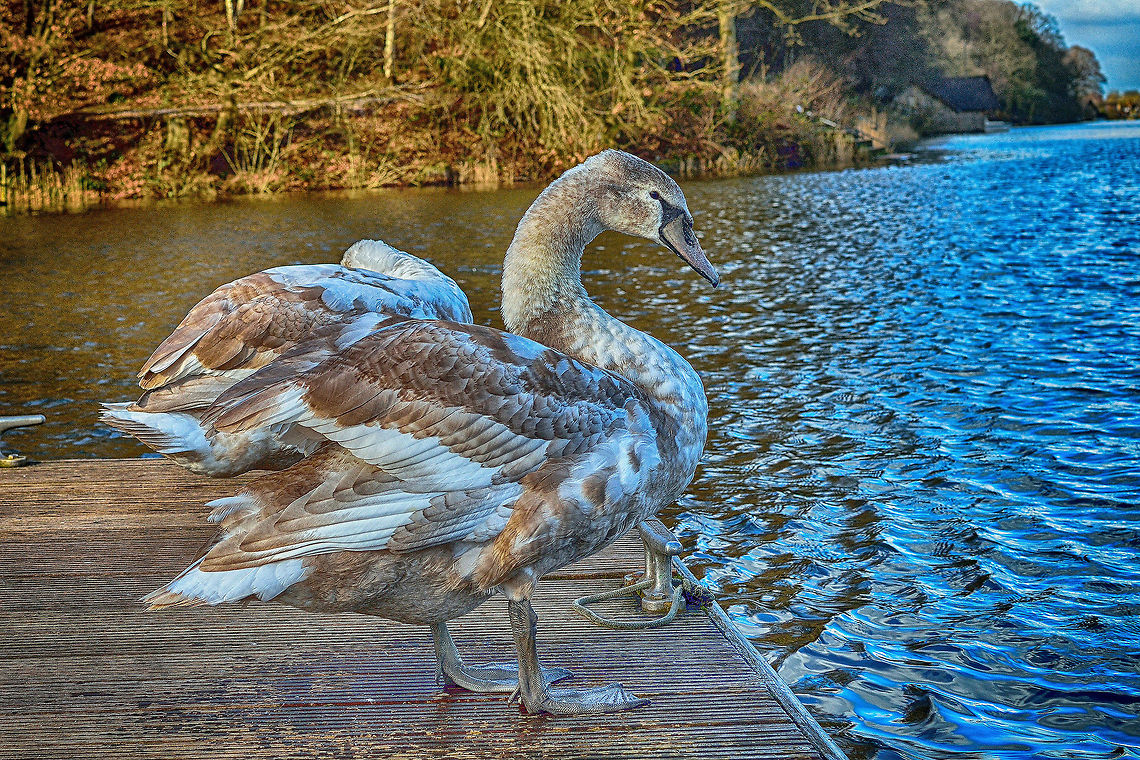 Cygnets Here is a shot of a couple of Cygnets while on a visit to a local reserviour. Cygnus olor,Mute Swan