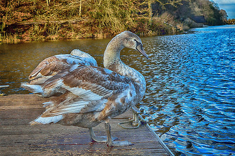 Cygnets Here is a shot of a couple of Cygnets while on a visit to a local reserviour. Cygnus olor,Mute Swan