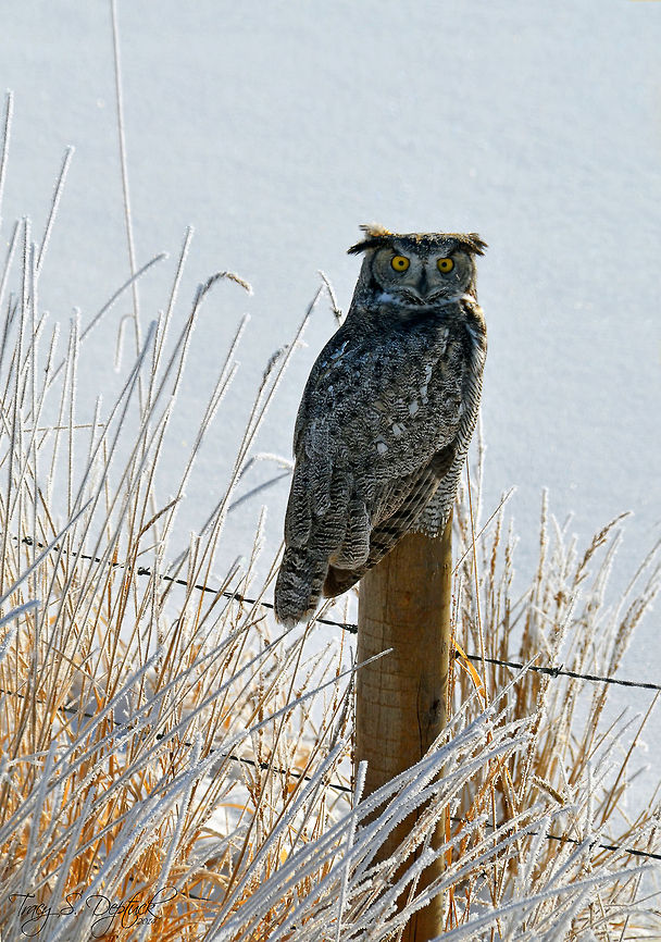 Great Horned Owl I almost missed this opportunity however my gut and my fianc&eacute; both insisted we turn back and see if my eyes were deceiving me or not. To my pleasure, they were not!  Great Horned Owl,bird of prey,fence,owl,perch,snow,winter