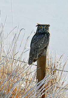 Great Horned Owl I almost missed this opportunity however my gut and my fiancé both insisted we turn back and see if my eyes were deceiving me or not. To my pleasure, they were not!  Great Horned Owl,bird of prey,fence,owl,perch,snow,winter