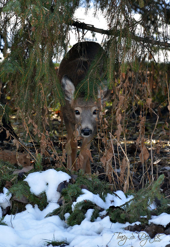 I See You! This little guy came snooping up in the yard, most likely trying to get to the peanuts I left out for the Blue Jays. Always a pleasant sight! Odocoileus virginianus,White-tailed Deer,peeking,pine,sneeking,snow,trees,winter