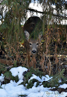 I See You! This little guy came snooping up in the yard, most likely trying to get to the peanuts I left out for the Blue Jays. Always a pleasant sight! Odocoileus virginianus,White-tailed Deer,peeking,pine,sneeking,snow,trees,winter