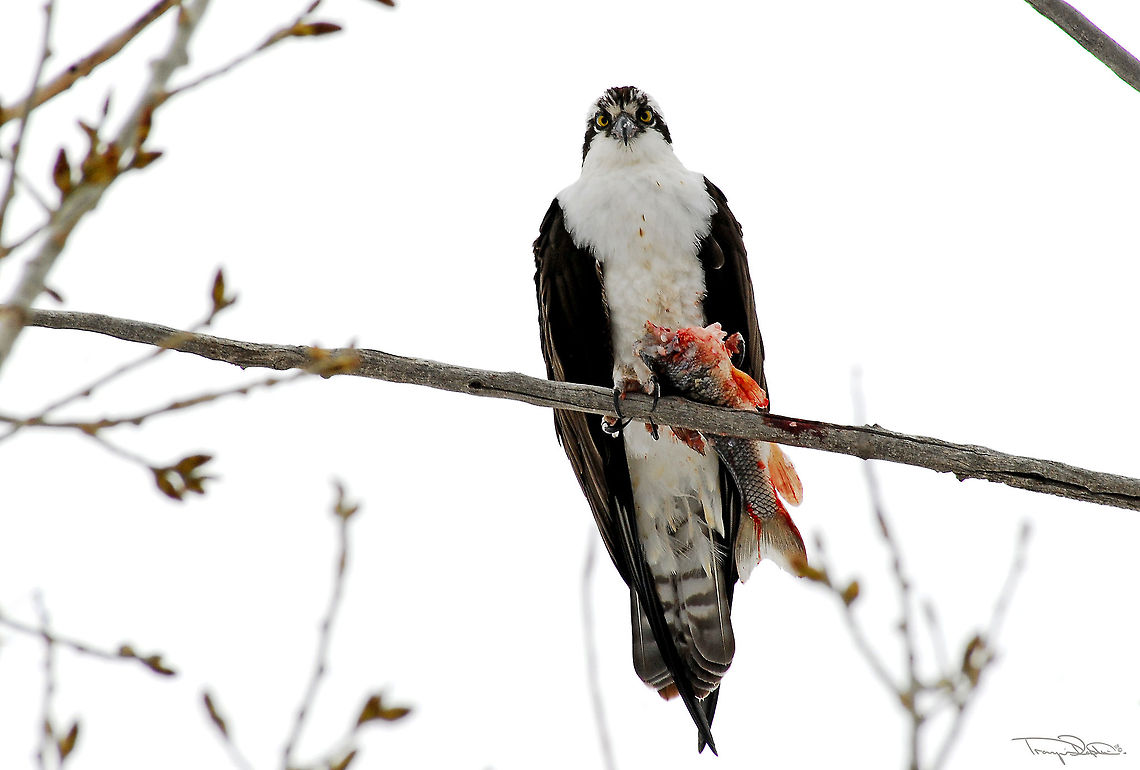 Lunch Time Came across this guy having his lunch down at the river. He was quite patient with me interrupting his meal. I spent about half an hour in knee deep snow and ended up having enough before he did. I loved the time I spent though!  Osprey,Pandion haliaetus