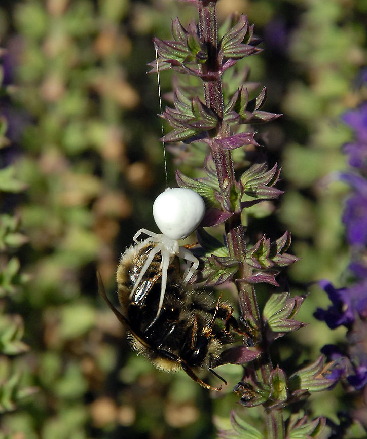 Lunch Date I happened across this crab spider snagging his prey while exploring in a friend&#039;s garden. Such amazing creatures! Goldenrod crab spider,Misumena vatia,bee,flowers,garden,prey,silk,spider