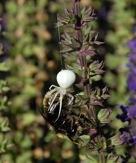 Lunch Date I happened across this crab spider snagging his prey while exploring in a friend's garden. Such amazing creatures! Goldenrod crab spider,Misumena vatia,bee,flowers,garden,prey,silk,spider
