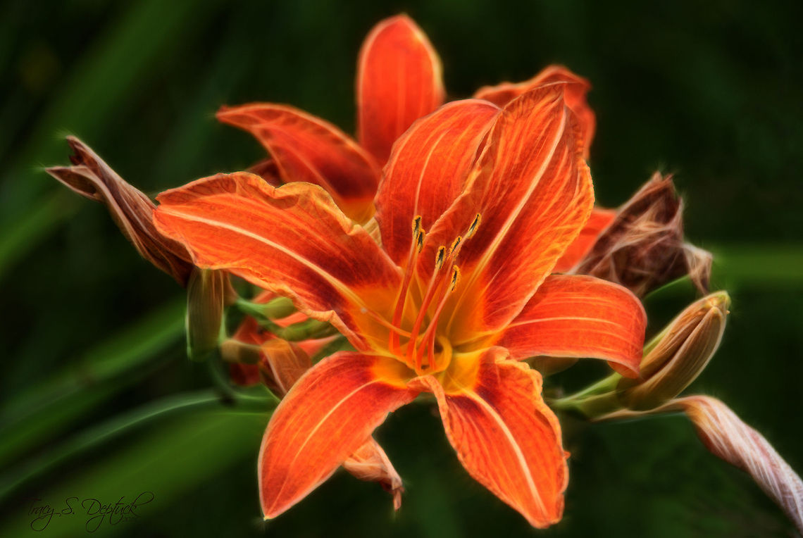 Daylily Love seeing these throughout the back quarter. A delightful change amongst the browns and greens of the woods. Canada,Geotagged,Hemerocallis fulva,Summer,flower,green,macro,nature,orange,petals,stamen,stem,yellow