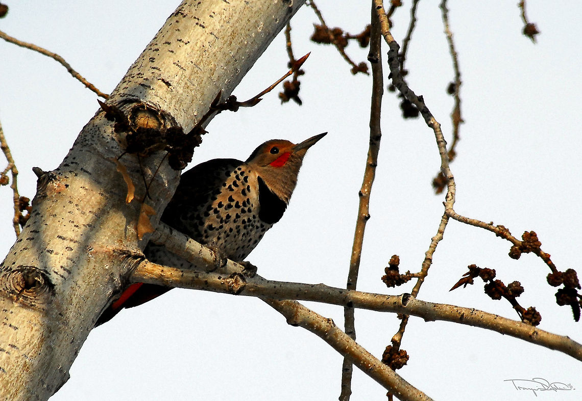 Northern Flicker These guys are always a pleasure to see around. Unless they insist on pecking lamp posts, then they have a way of being somewhat irritating! Beautiful anyway!  Canada,Colaptes auratus,Geotagged,Northern Flicker,Spring,bird,black,branch,brown,northern flicker,red,sunshine,tree,white,wood pecker