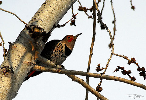 Northern Flicker These guys are always a pleasure to see around. Unless they insist on pecking lamp posts, then they have a way of being somewhat irritating! Beautiful anyway!  Canada,Colaptes auratus,Geotagged,Northern Flicker,Spring,bird,black,branch,brown,northern flicker,red,sunshine,tree,white,wood pecker