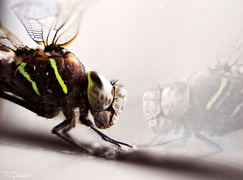 Beauty In The Eye Of The Beholder This guy flew into the shop one day and as it sat on the window sill looking out I grabbed my camera for a few shots before helping him find freedom of the open air again. Aeshna interrupta,Canada,Geotagged,Summer,Variable darner,black,dragonfly,eyes,legs,profile,reflection,window,wings,yellow