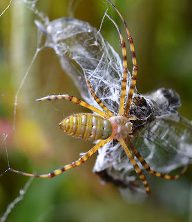 Banded Garden Spider Came across this guy tending to his catch of the day, a big ol dragonfly. Canada,Geotagged,Summer,banded garden spider,death,dragonfly,life,prey,web