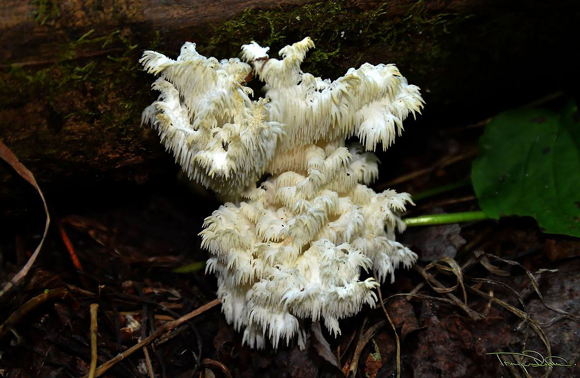 Bearded Tooth Mushroom Came across this odd fungi while a walk through Fish Creek Park in Calgary, Alberta. I have never seen such a thing before, it was really quite intriguing. Hericium abietis,bearded tooth,forest,fungi,log,mushroom,woods