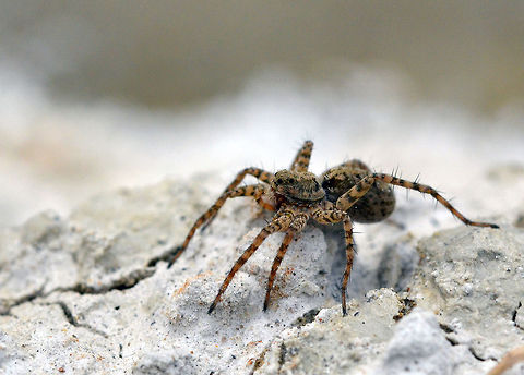 Hunter Found this guy down by the river one afternoon. He was quick so I never had much opportunity but I got what I could and was pleased with that. burrowing wolf,eyes,ground,legs,sand,spider