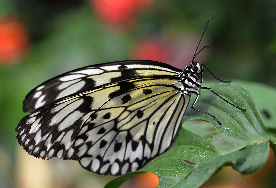 Pretty Paper Kite A beautiful butterfly that is always a pleasure to watch. Canada,Geotagged,Idea leuconoe,Paper Kite,Spring,butterfly,leaf,macro,nature
