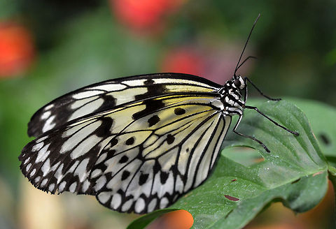 Pretty Paper Kite A beautiful butterfly that is always a pleasure to watch. Canada,Geotagged,Idea leuconoe,Paper Kite,Spring,butterfly,leaf,macro,nature