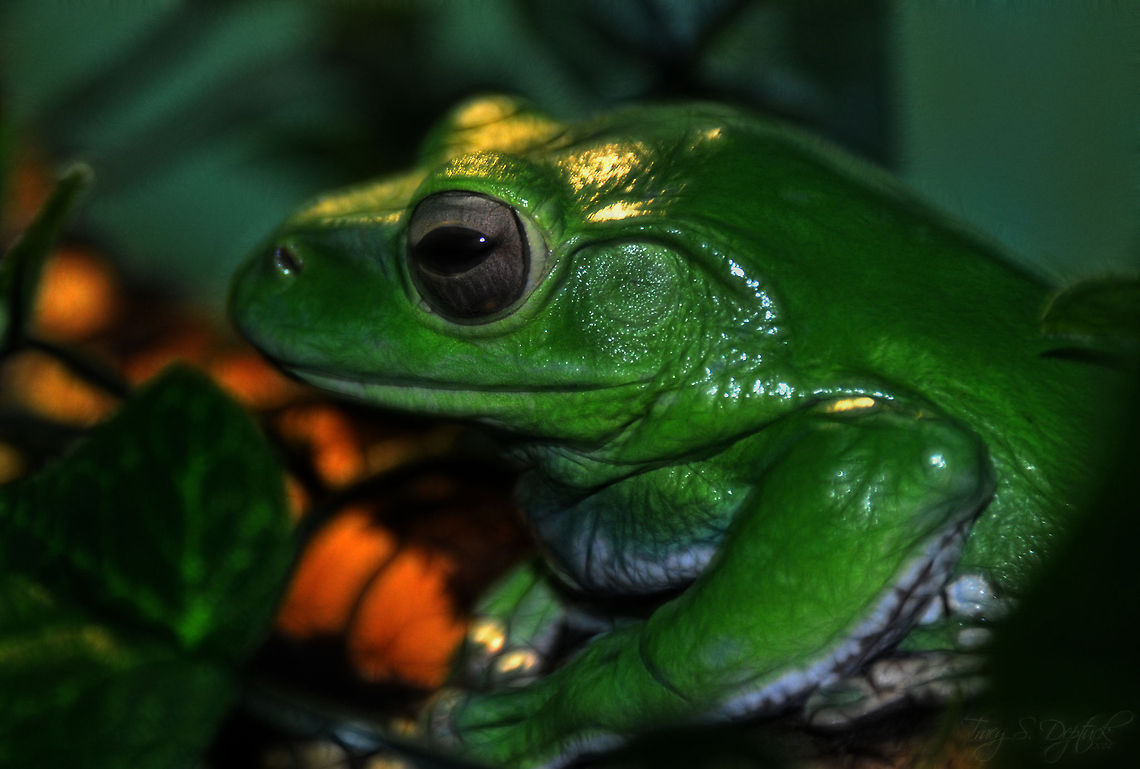 White's Tree Frog A very cool little frog with waxy green skin, almost doesn&#039;t look real but he is very real indeed!  Australian green tree frog,Litoria caerulea,green,grey,macro,nature,tree frog,zoo