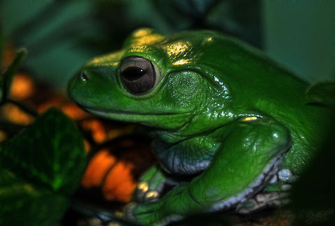 White's Tree Frog A very cool little frog with waxy green skin, almost doesn't look real but he is very real indeed!  Australian green tree frog,Litoria caerulea,green,grey,macro,nature,tree frog,zoo